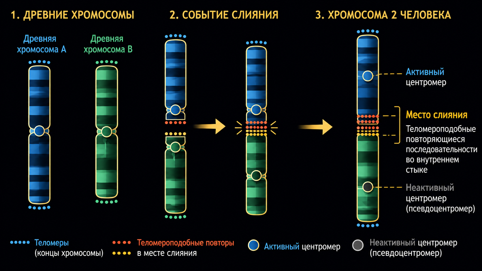 Схема слияния двух древних хромосом в хромосому 2 человека.