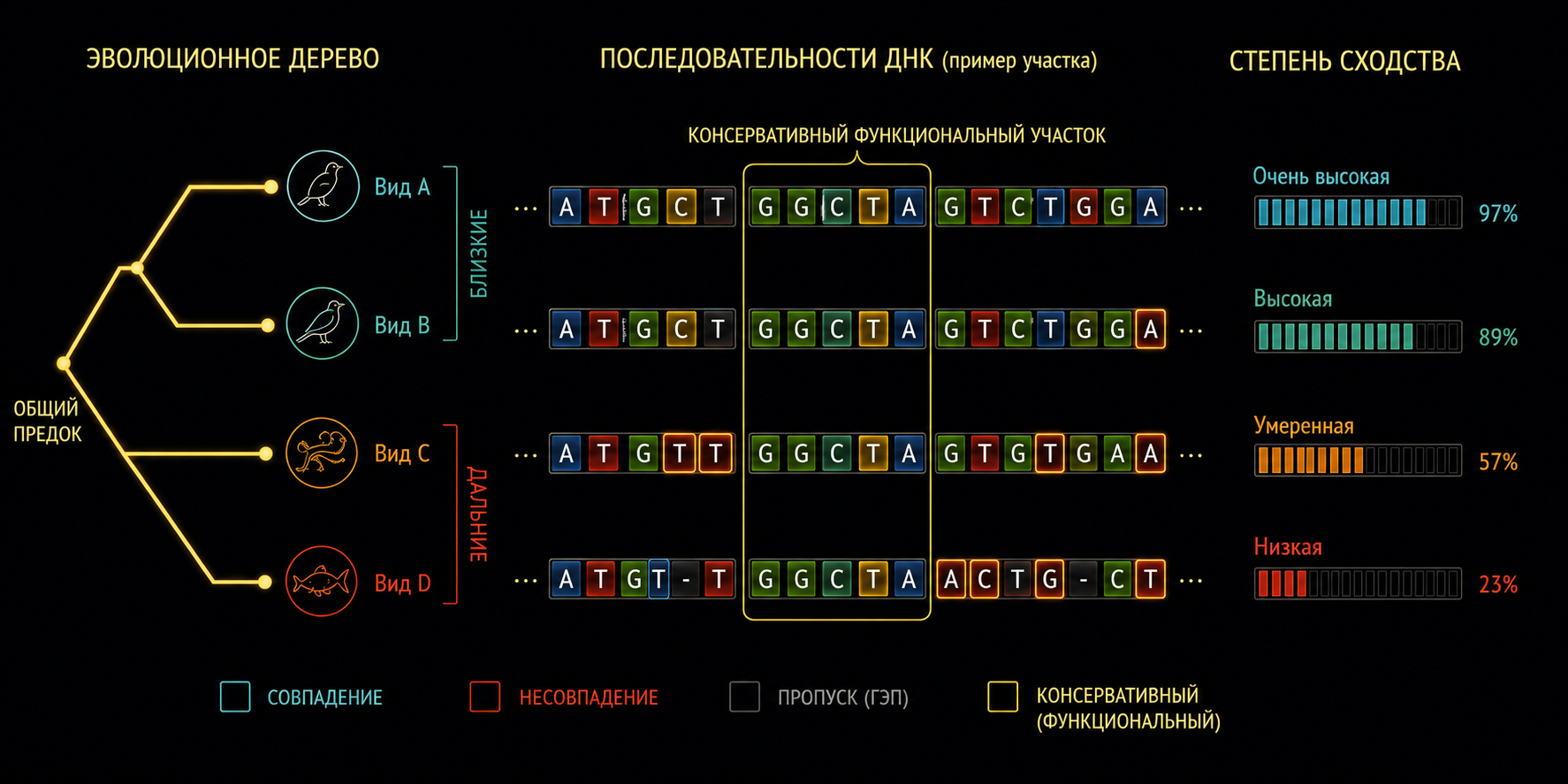 Схема сравнения последовательностей ДНК и построения эволюционного дерева.